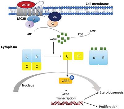 Disorders of the adrenal cortex: Genetic and molecular aspects